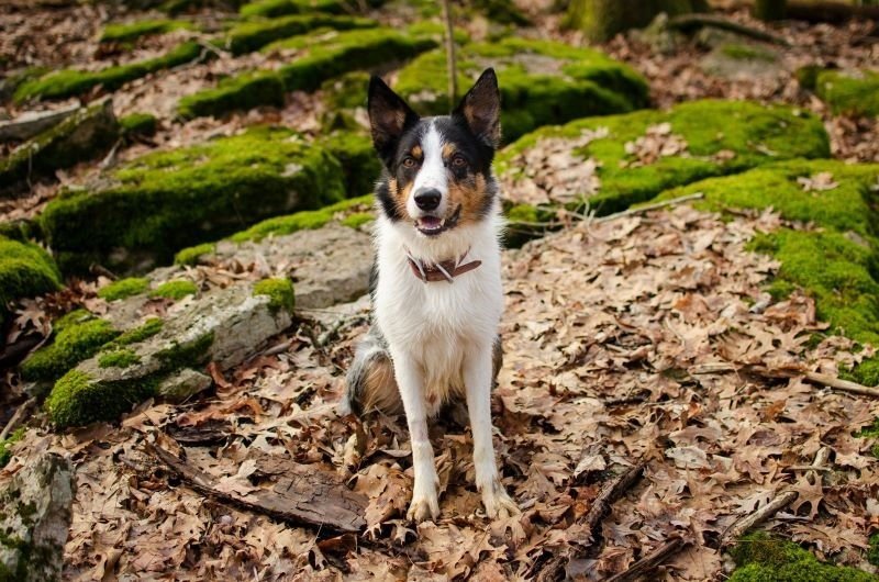 Camping an Silvester mit Hund